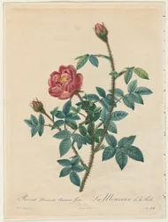 Moss Rose