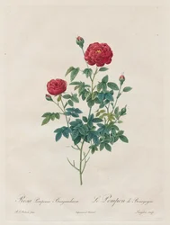 Pompon Rose