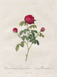 Provence or French Rose