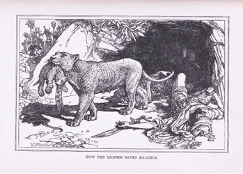 How the Lioness Saved Malcus