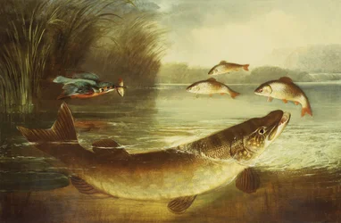 A Kingfisher and a Pike Capturing Perch