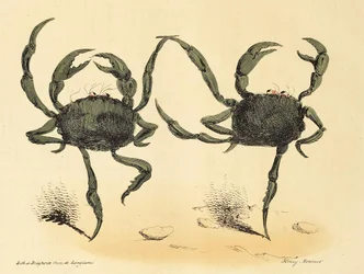 Danse Fantastique from La Caricature, pub. 1831 lithograph (1831)