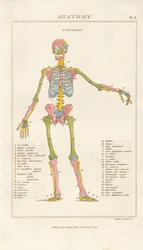 Color-coded Human Skeleton – Anterior View