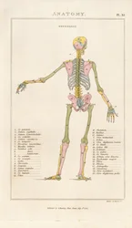 Color-coded Human Skeleton – Posterior View