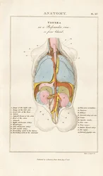 Human Viscera in Posterior View