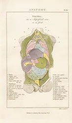 Internal Organs of the Human Body – Anterior View