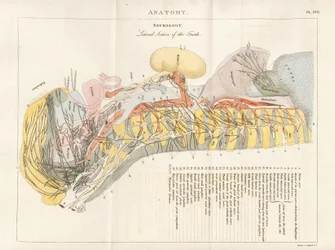 Lateral Section of the Trunk - Neurology