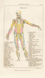 Musculature of the Human Body – Anterior View