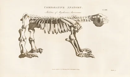 Skeleton of Megatherium americanum