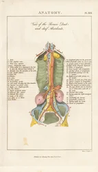 View of the Thoracic Duct and Chief Absorbents