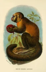 Smooth-Headed Capuchin