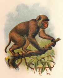 St. Johns Macaque