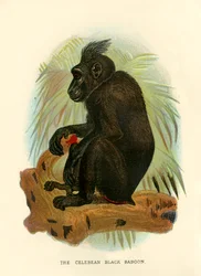The Celebean Black Baboon