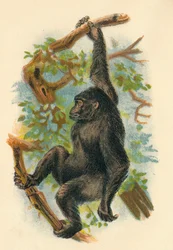 The Gorilla, 1897