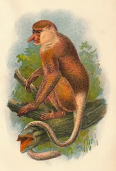 The Proboscis Monkey