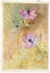 Florentine Wild Anemones