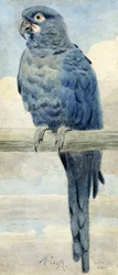 Hyacinthine Macaw, 1889