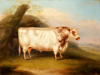 Harlsonia (Shorthorn Bull)