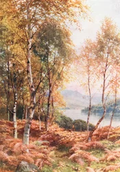 Birches by Loch Achray, Perthshire