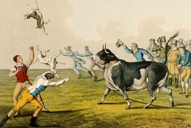 Bull Baiting, pub. by Thomas McLean, 1820