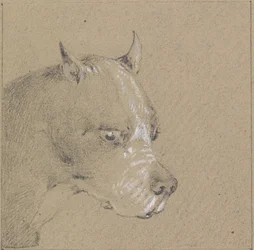 Head and Shoulders of a Boxer Dog, Profile Right