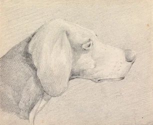 Head of a Foxhound, in Profile Right