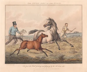Set of seven: The Seven Ages of the Horse
