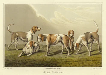 Stag Hounds