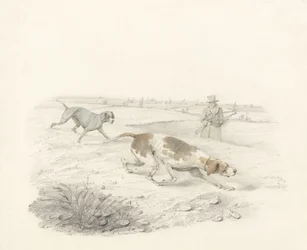 Two Pointers, facing right with a Sportsman