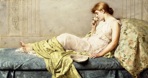 The Boudoir Rose