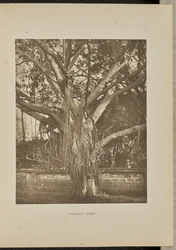 Banyan Tree, with Young Aerial Stems