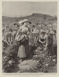 The Rose Harvest at Florence