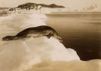 A Weddell Seal About to Dive at West Beach, Cape Evans, Antarctica, 1911