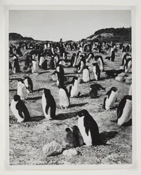 Adelie Penguins at Cape Royds