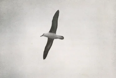 Albatross Soaring
