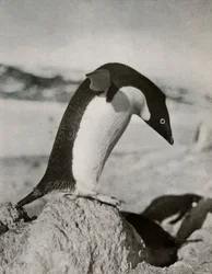 An Adélie Penguin About To Dive