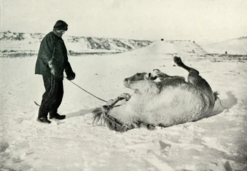 Cherry-Garrard Giving His Pony Michael a Roll in the Snow