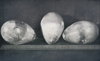 Emperor Penguins Eggs from Cape Crozier