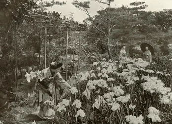 In An Iris Garden