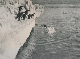 Penguins Diving