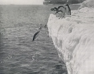 Penguins Diving, c1911, 1913