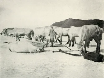 Ponies Tethered Out on the Sea-Ice