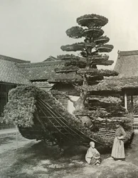 The Pine-Tree Junk at Kinkakuji, 1910