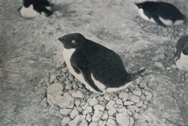This Penguin Has an Industrious Mate
