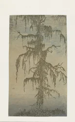 The Mossy Tree