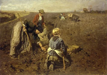 The Potato Harvest