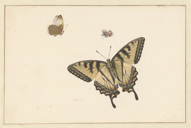 Three Butterflies