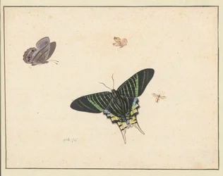 Three Butterflies and a Wasp or Fly