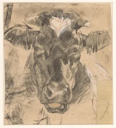 Head of a Cow