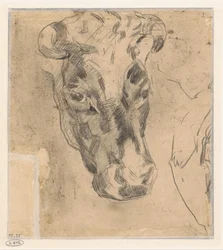 Head of a Cow with Horns